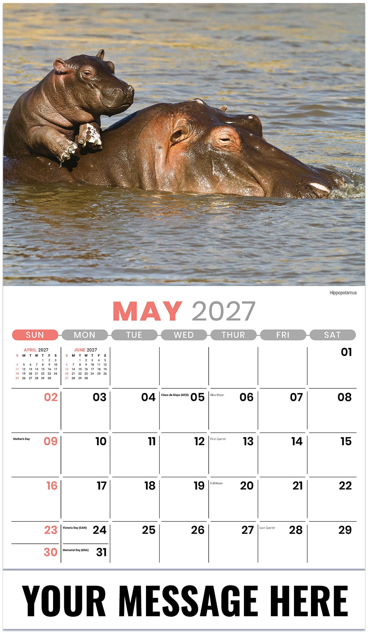 International Wildlife - 2027 Promotional Calendar